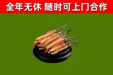 安康市回收冬虫夏草